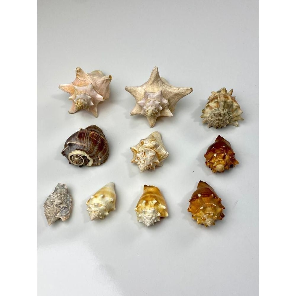 Set of 10 Queen Crown Fighting Conch Shells Medium to Small Sizes Nautical